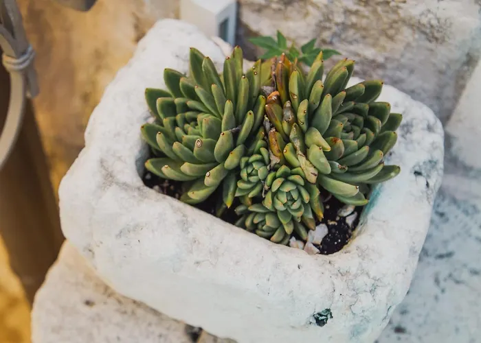 Lägenhet & Kartolina