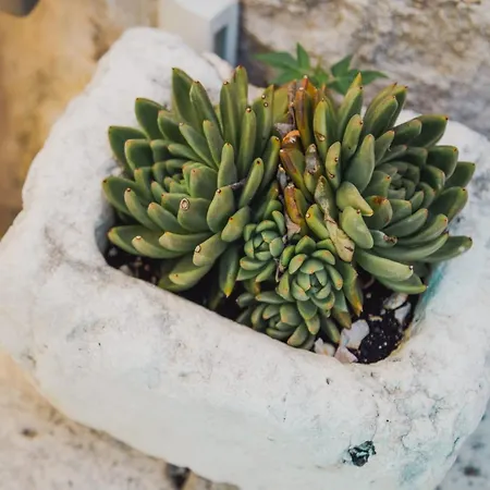 Apartman & Kartolina